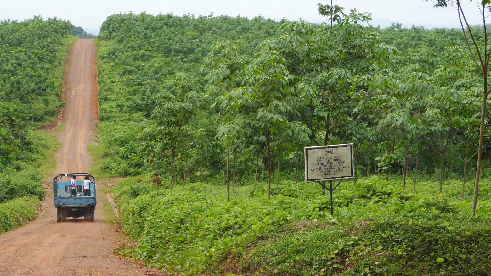 Liberian agriculture rubber plantation workers harvesting