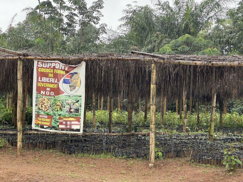 Liberian cocoa and palm oil agricultural farming