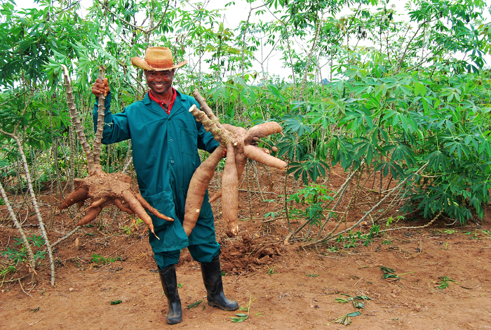 Liberian farmer harvesting cassava in a rural field