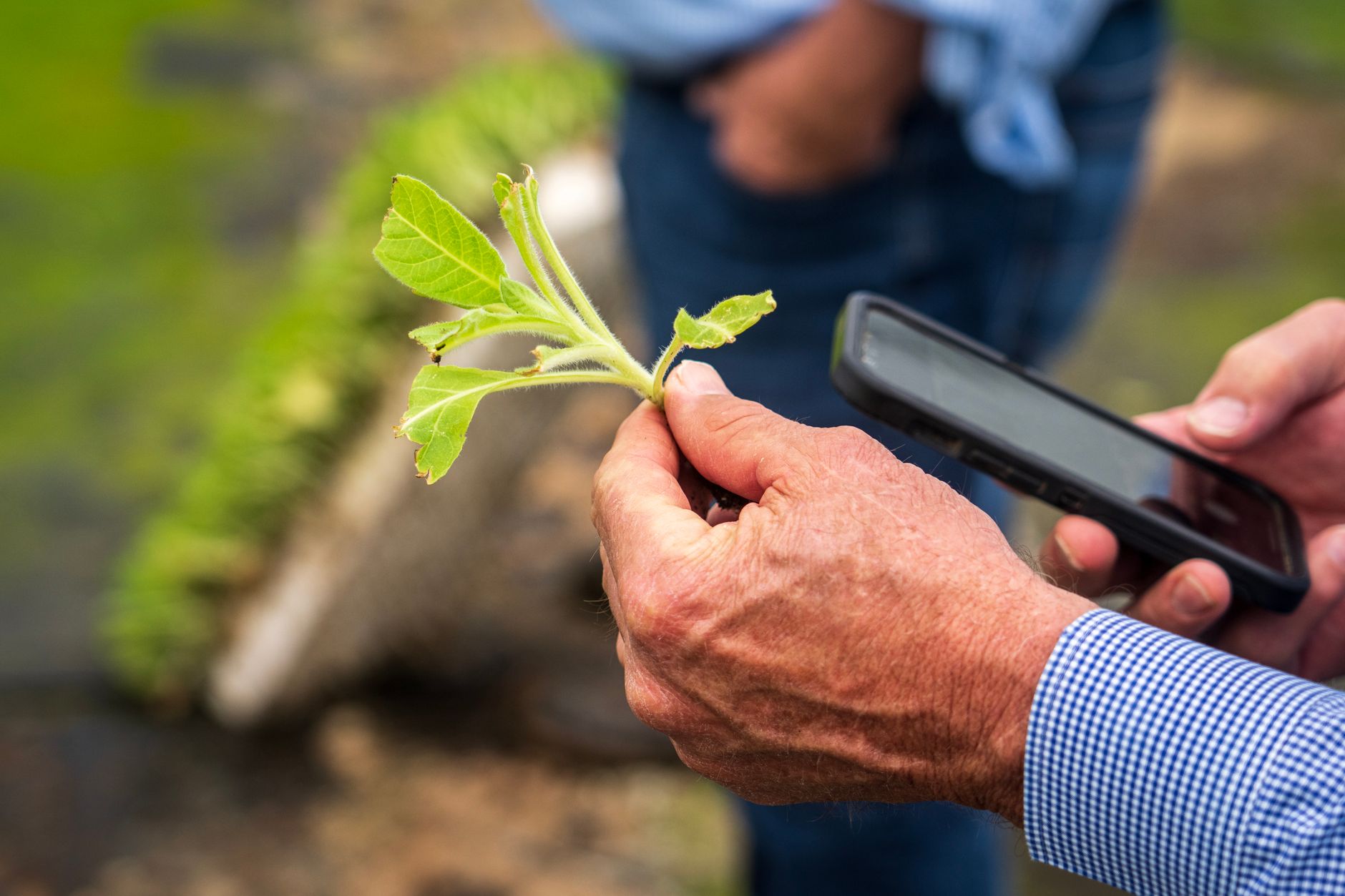 African farmer using smartphone for digital agriculture innovation